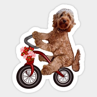 Cavapoo puppy dog on a tricycle bicycle - cavalier King Charles spaniel poodle cycling. puppy love Sticker